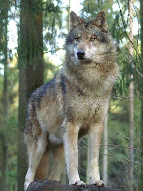 Wolf