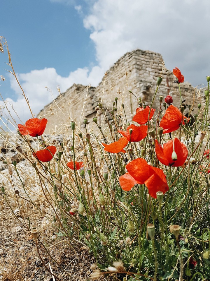 poppies