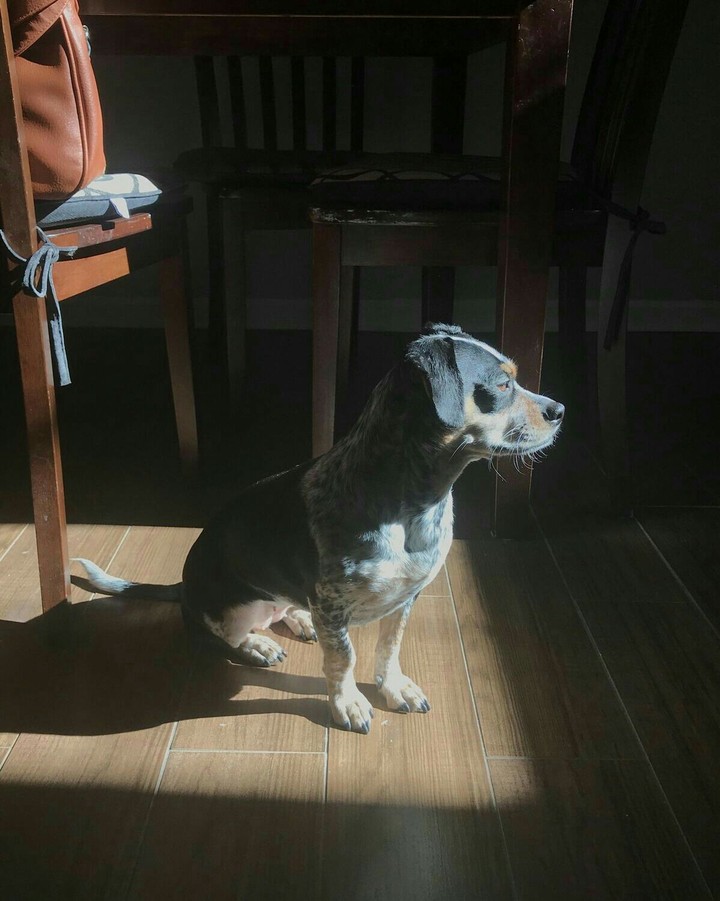 dog