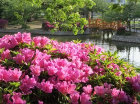 azaleas