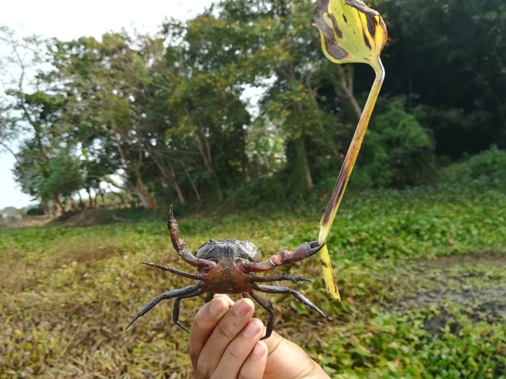 crab