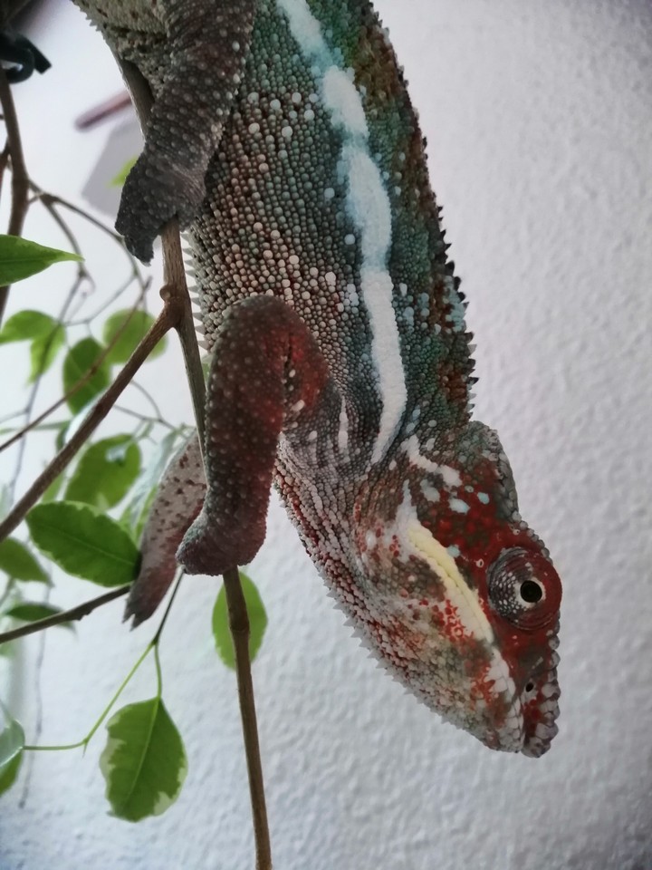 caméléon bonjour