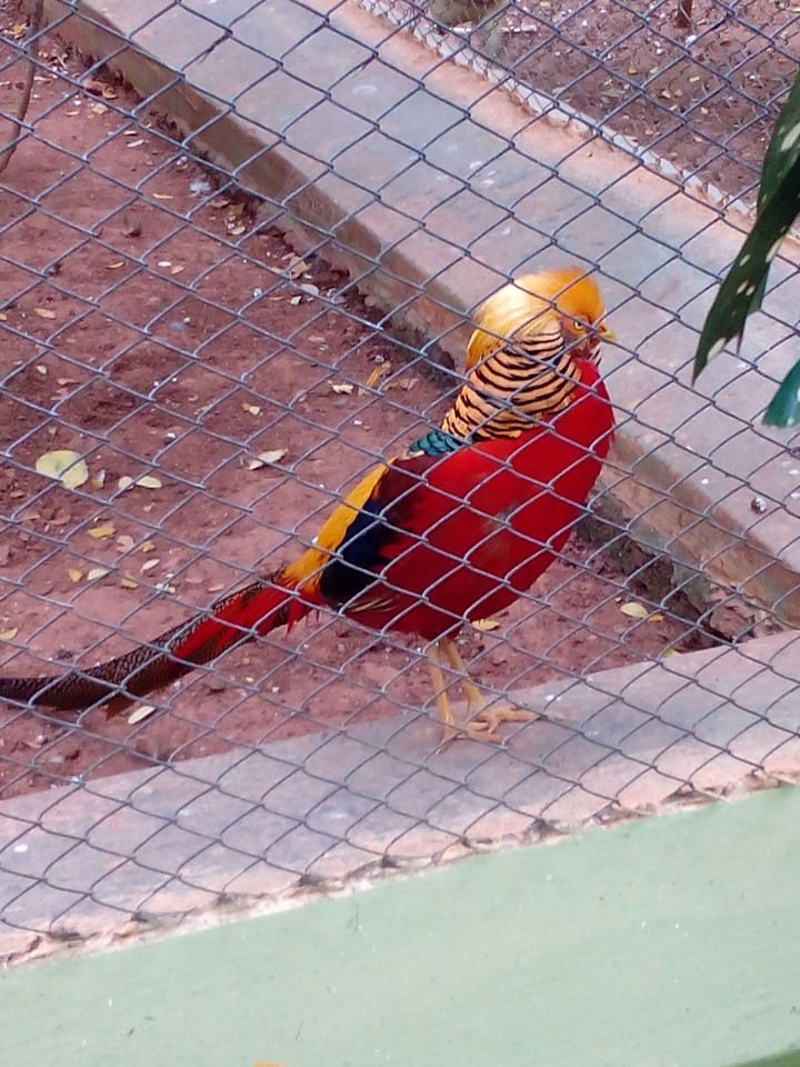 colourful bird
