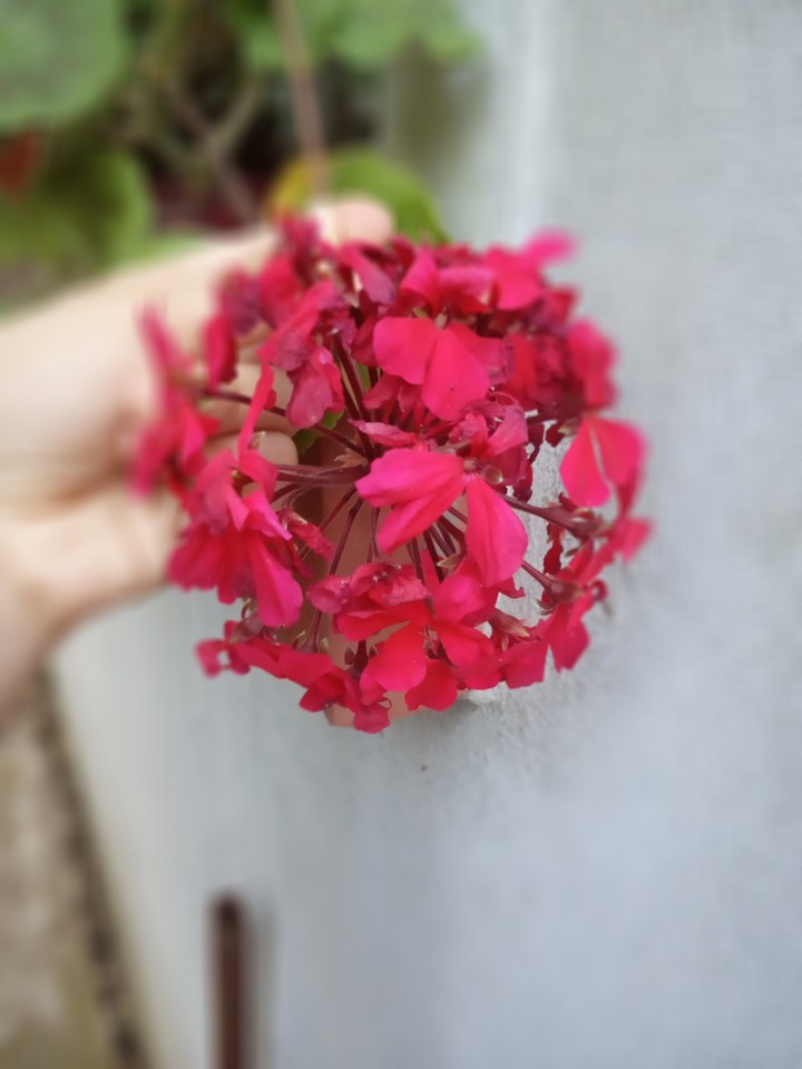 This is a flower