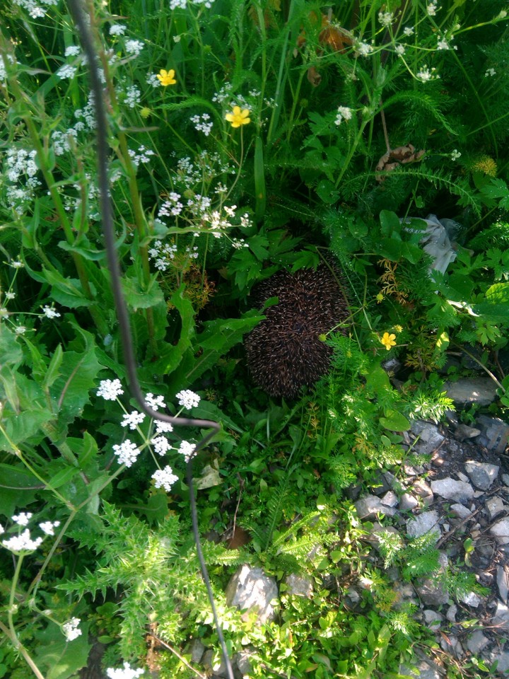 Hedgehog