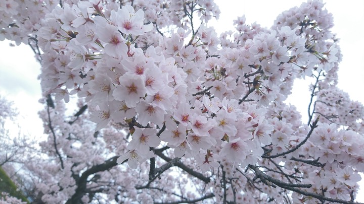 桜