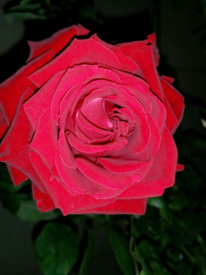 Rosas