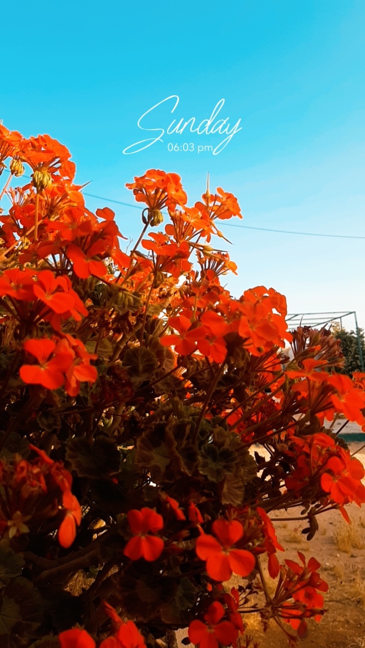 flower