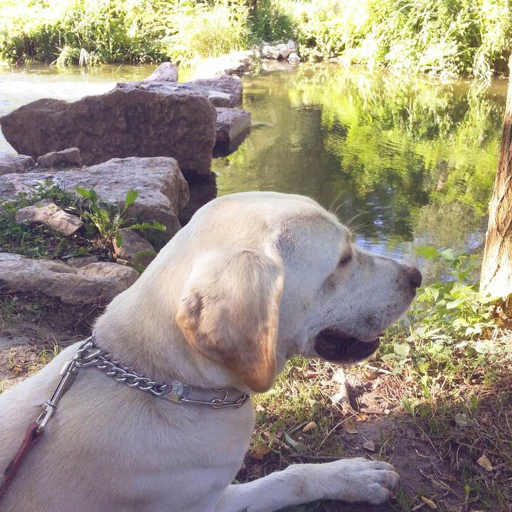 Nearby Danube