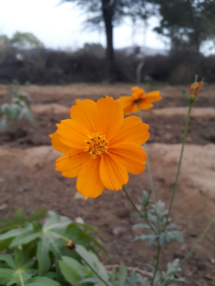 A beautiful flower # in my field