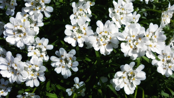 White Flowers