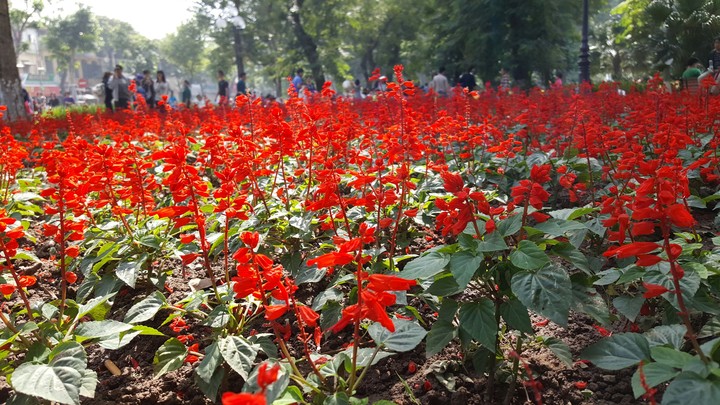 Red Flower