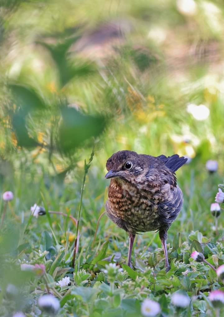 Bird
