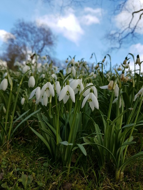 Galanthus nivalis2