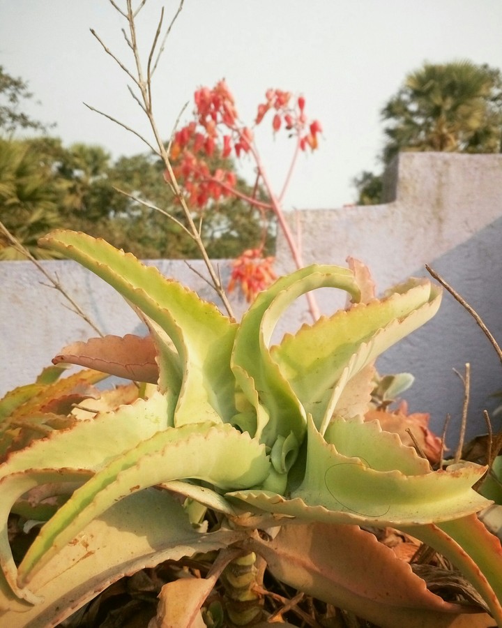 #ari_clicked
