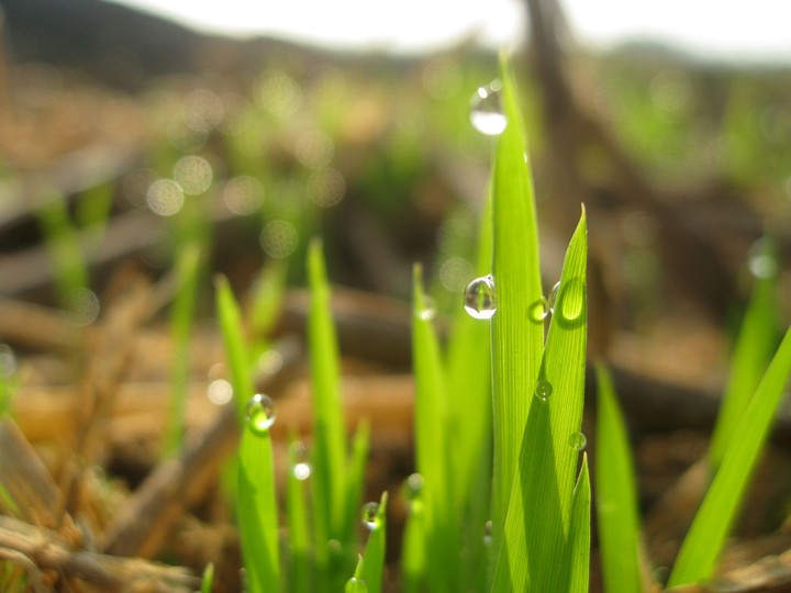 Rain drops on grass