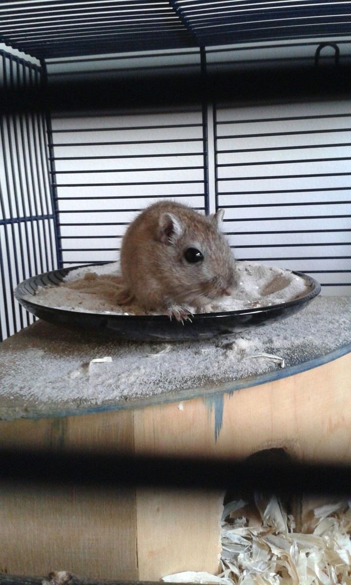 Rennmaus