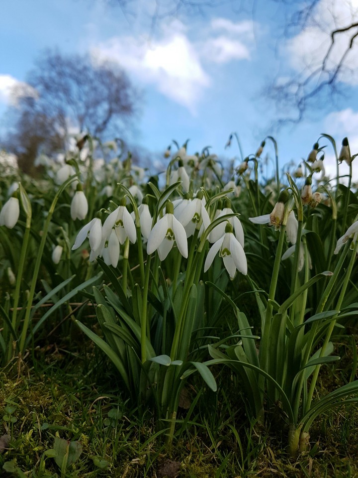 Galanthus nivalis2