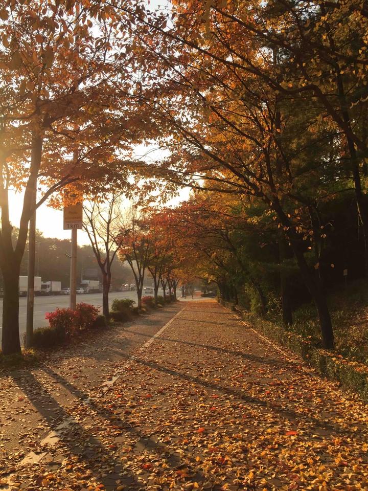 Street in fall