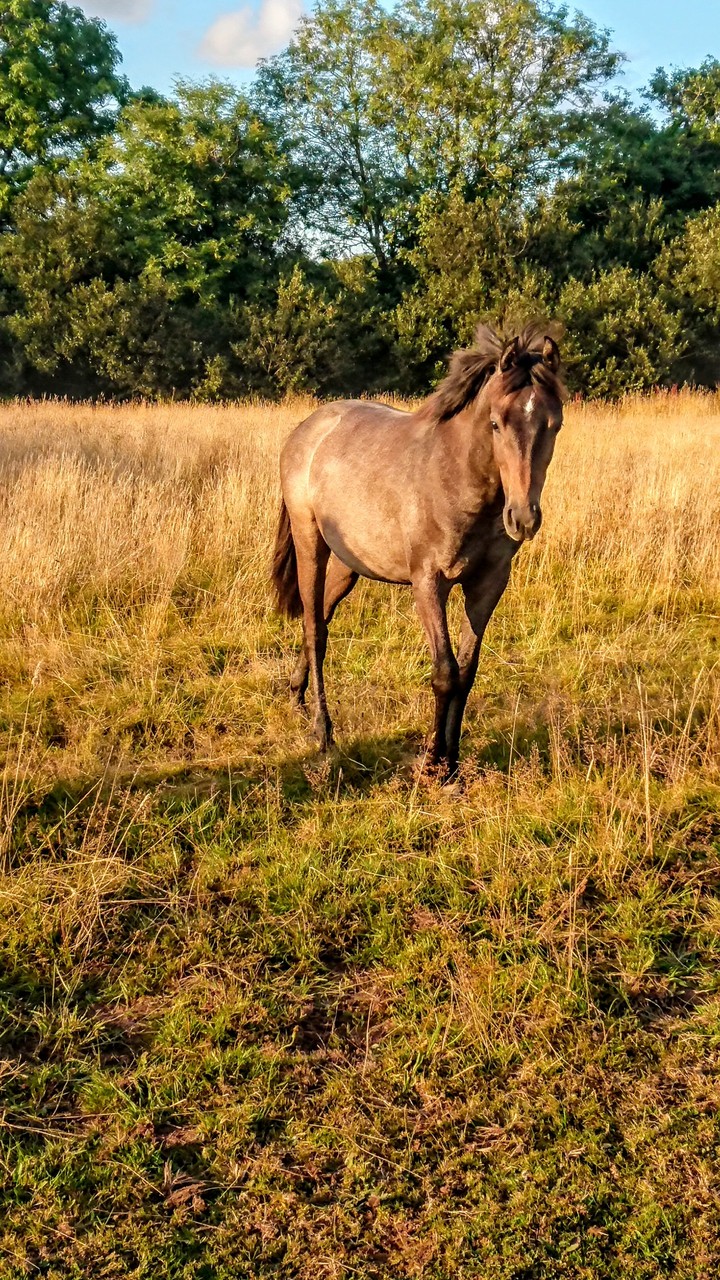 four legged friends