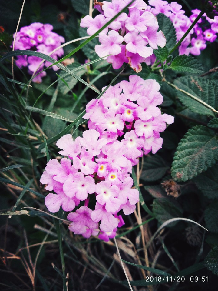 my click