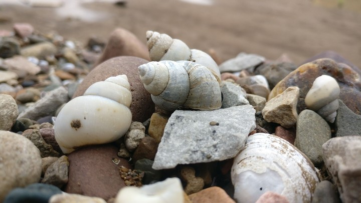 snails and Stone
