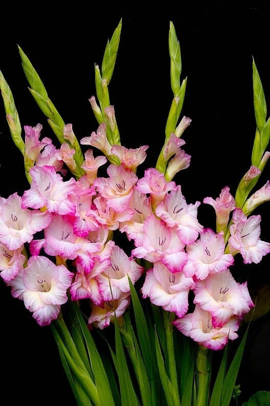 mečíky.. gladiolus