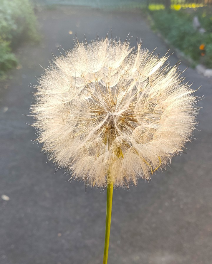 Blowball