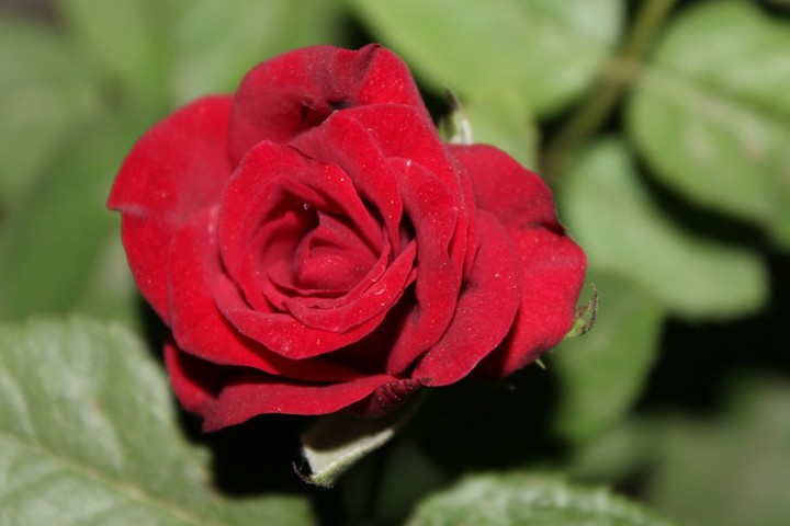 red rose