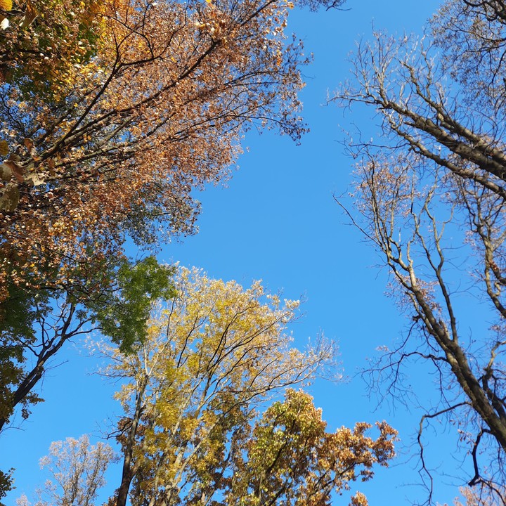 sky & trees