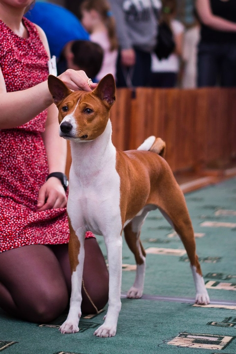 hound, dog वॉलपेपर