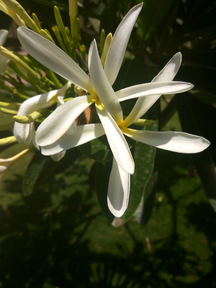 flowers lily