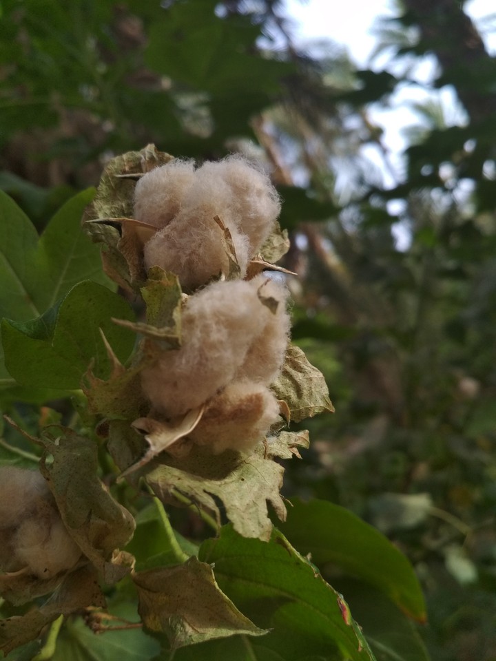 Cotton