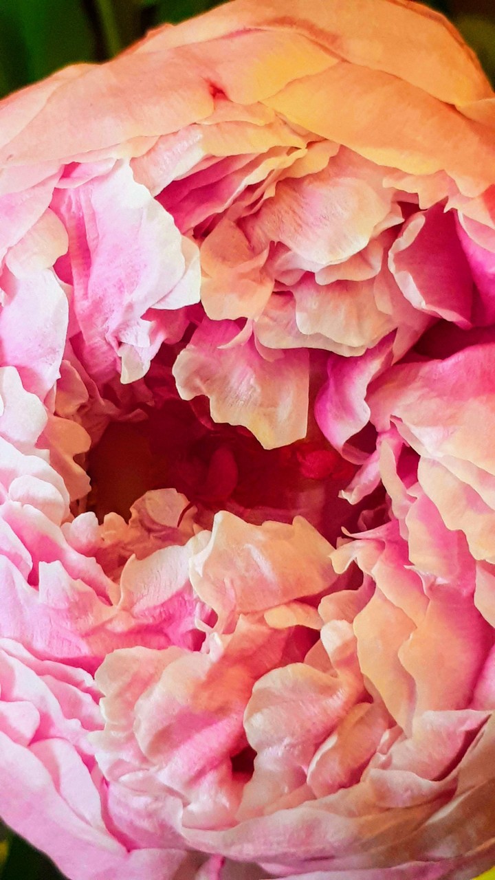 crazy peony
