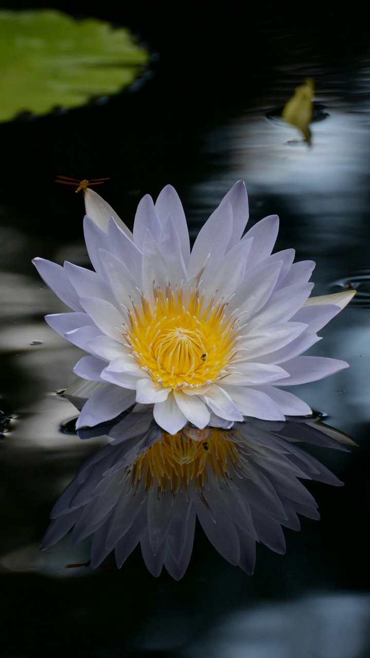 lotus flower