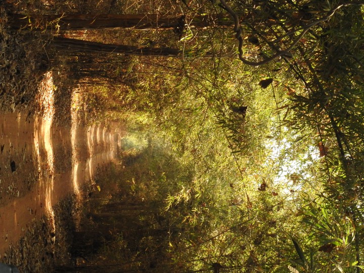 jungle ways