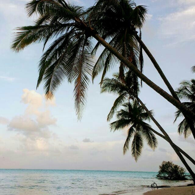 tropics