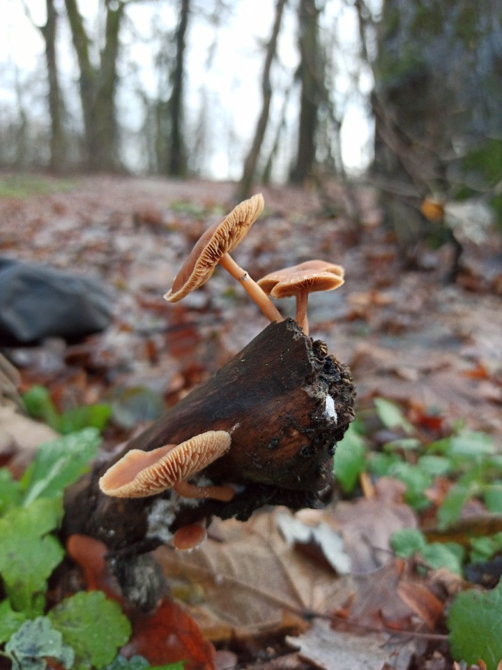 Mushroom
