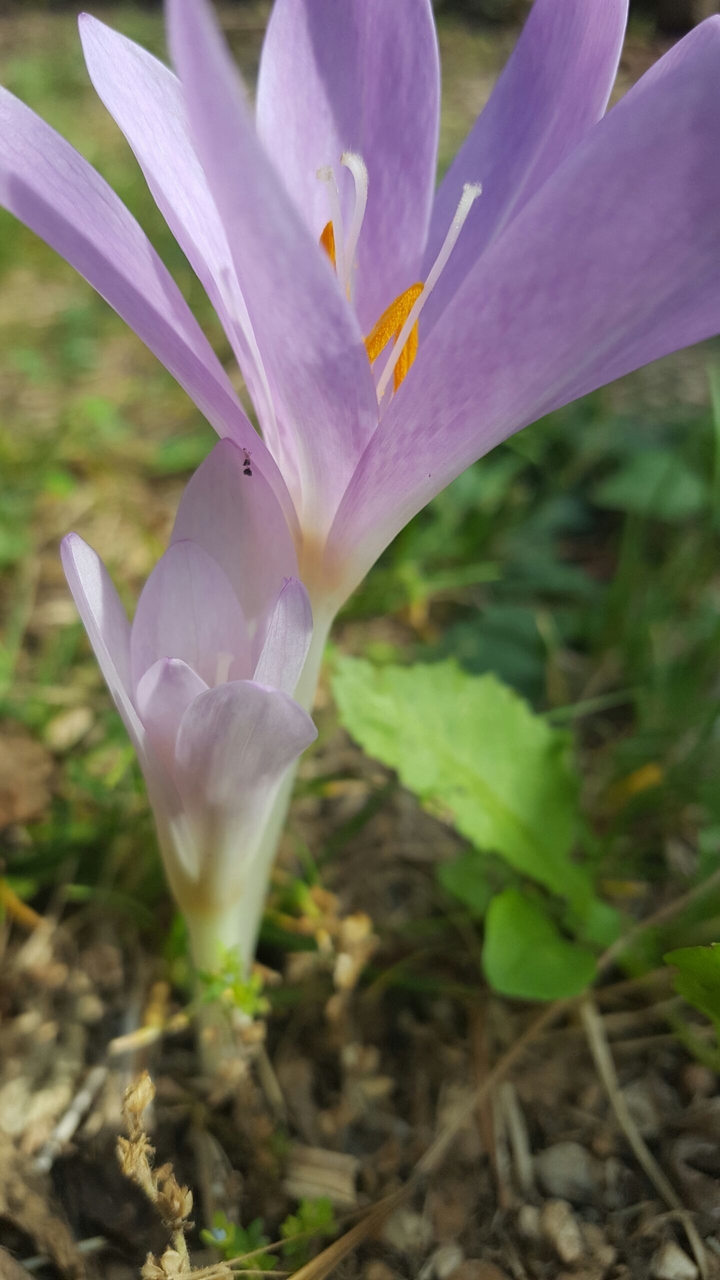 Little Purple Flower