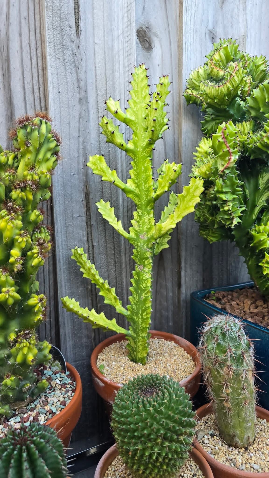 тапети floristry, Cactus