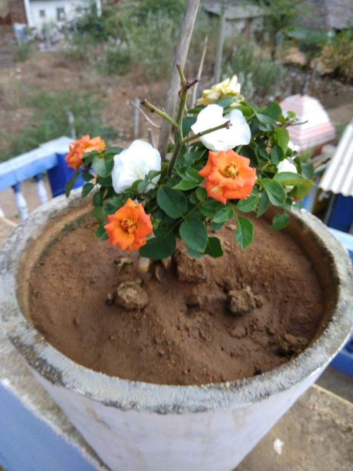 my  country  colour plant