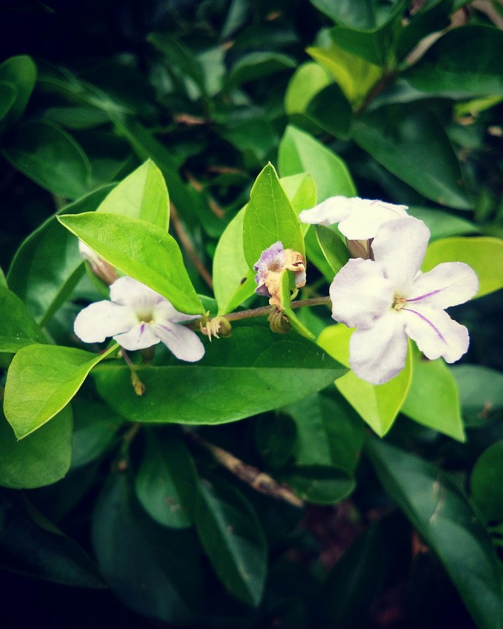 flowers for u