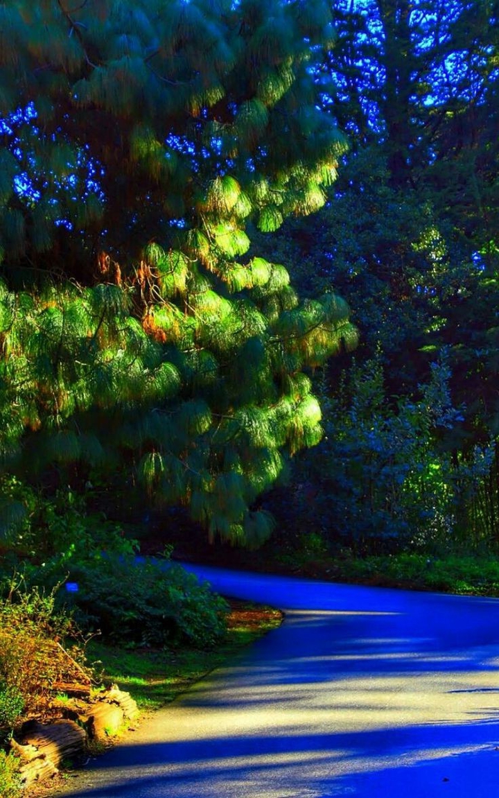 Green  tree