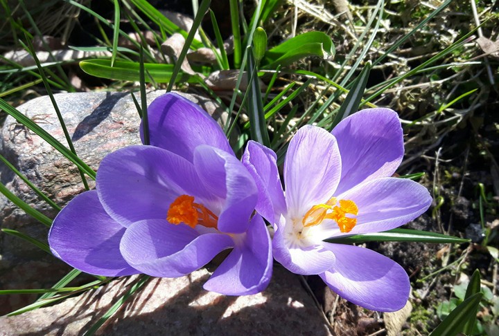 spring