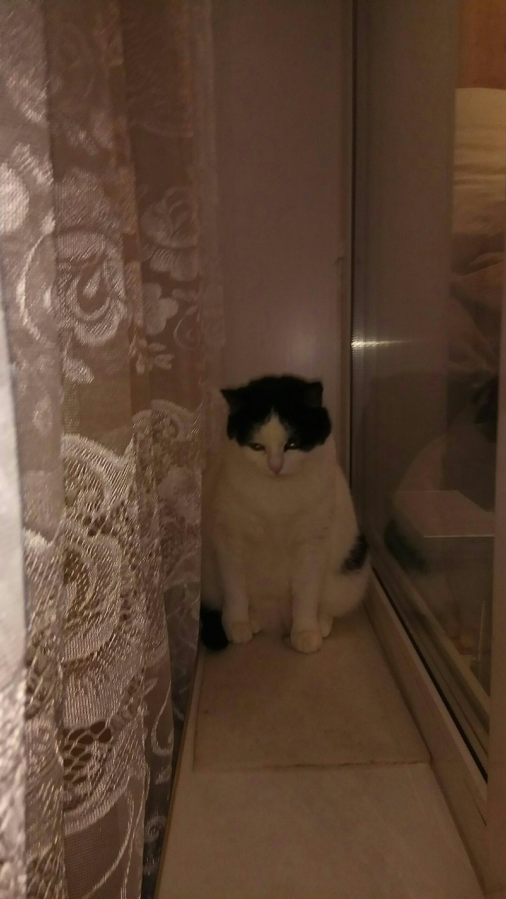cat