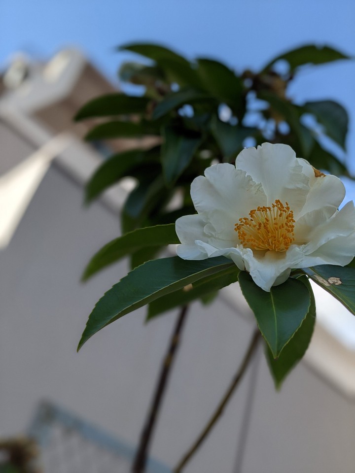 白い花