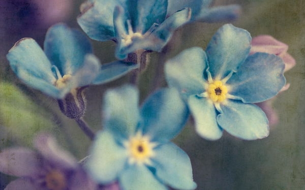 flores azules
