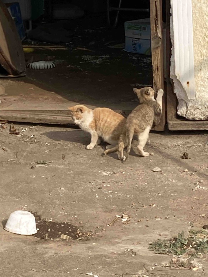 냥냥이