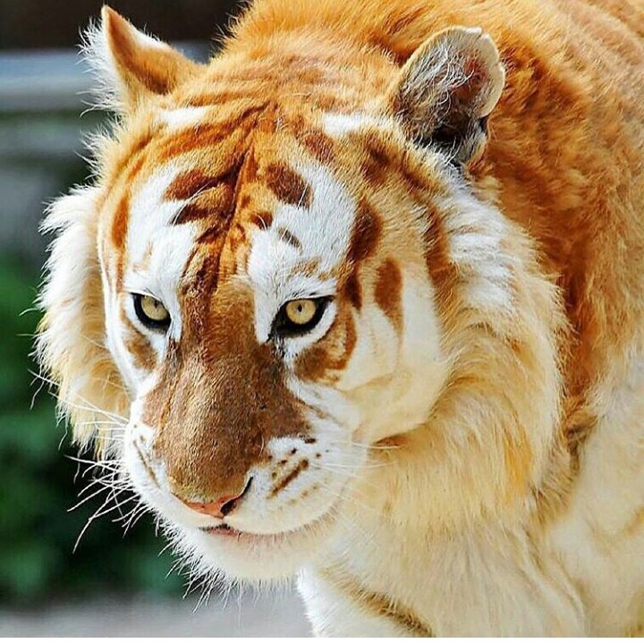 tiger