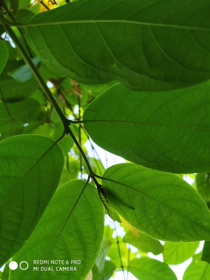 natural greenish